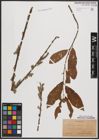 Foto von Salix caprea L. x Salix cinerea L.